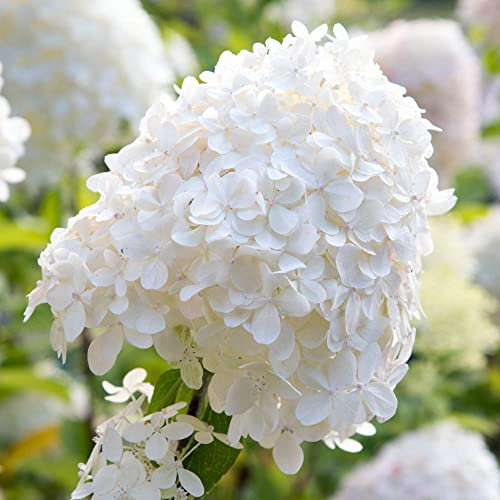 You Garden - 2 x Hydrangea paniculata 'Silver Dollar' in a 9cm Plant Pot White Hydrangea Plants Outdoor Plants for Gardens, Supplied as 2 x Plants Outdoor Garden Ready