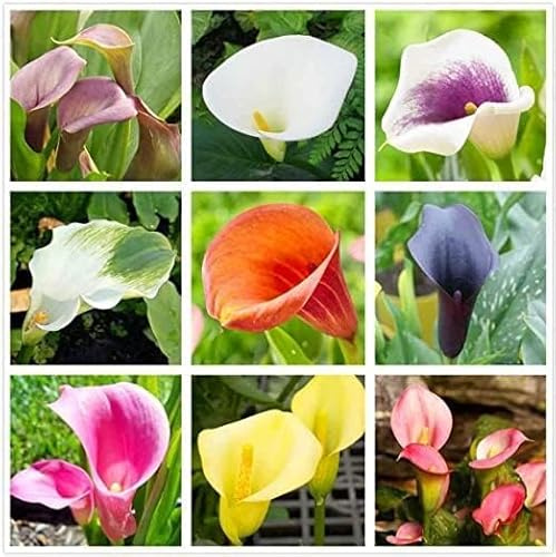 Calla Lily Bulbs for Planting, Mixed Color - Big Healthy Bulbs for Growing (3 Bulbs)