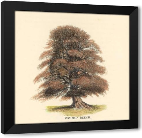 ArtDirect Common Beech Custom Framed Art Print Giclee Print or Canvas Options with Various Sizes and Customization by Williams, Samuel