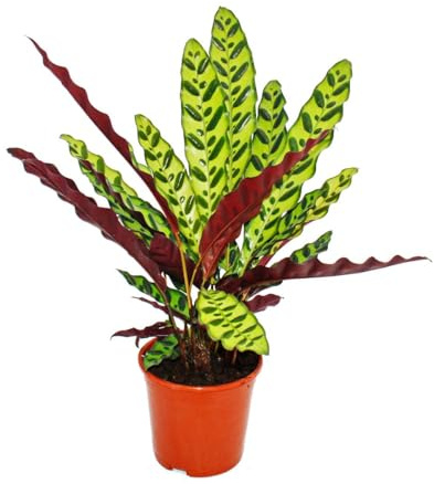 Exotenherz - Schattenpflanze mit ausgefallenem Blattmuster - Calathea lancifolia - 14cm Topf - ca. 50cm hoch