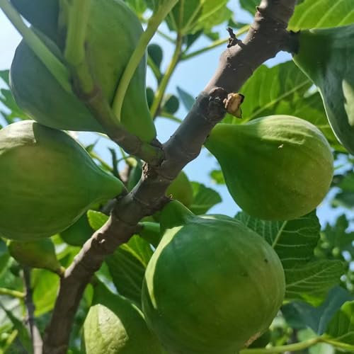 6 pcs feigenbaum samen - säulenobst dekoration wohnzimmer feigen feige,Ficus carica, spalierobst bäume bonsai topf frisches obst topfpflanzen draußen winterhart bäume