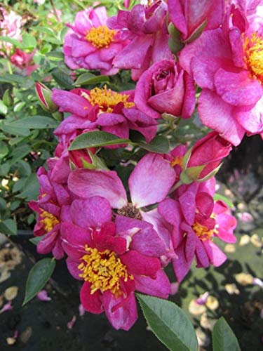 Rosa Bluenette® - Zwergrose Bluenette® - Duft+