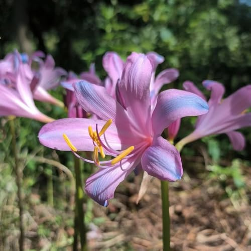 Bulbos de lirio araña, bulbos de lirio sangre resistentes para jardines rocas primavera decoraciones jardín para exteriores cobertura del suelo exótico 4pcs