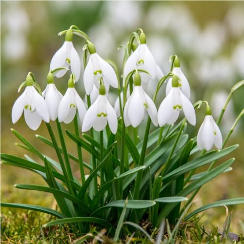 mgc24 Perce-neige Galanthus woronowii simple - 200 bulbes de perce-neige (env. 6-7 mm)