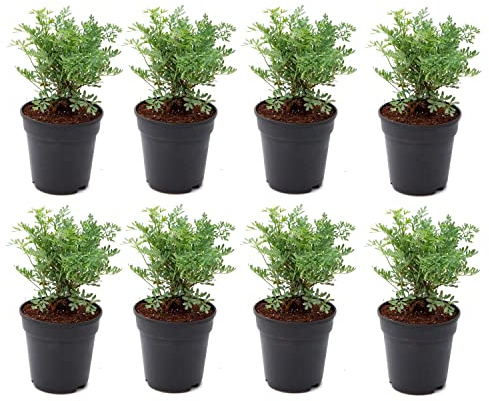 Plantas de Ruda | Pack 8 Unidades | Hierbas Naturales Ruta Graveolens