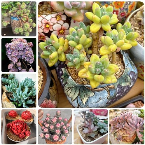 semillas suculentas, para jardin decoracion en para exterior exóticas 100pcs