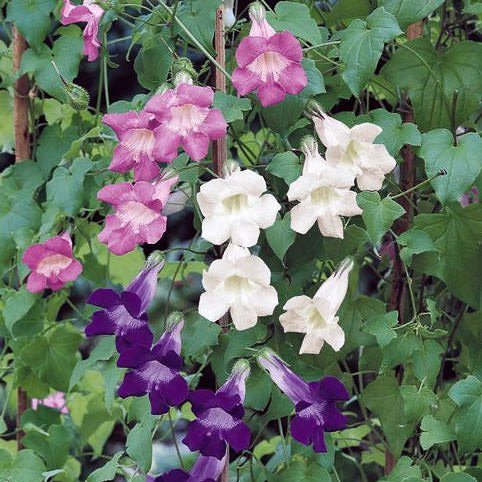 ASARINA SCANDENS MISCGULIO NR.20 SEMI