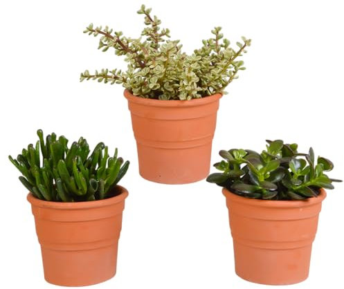 House Of Cactus Sukkulenten | Dickblatt Mix |Crassula Mix in Terrakottatopf | 3 Stück | Diverse Sorten | Ø 13 cm | 16-21 cm | Pflegeleichte Zimmerpflanzen | in farblich abgestimmtem Übertopf