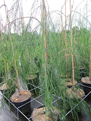 Chamaecyparis lawsoniana Imbricata Pendula - hängende Faden-Scheinzypresse