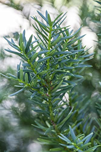 Japanische Eibe Taxus cuspidata Lescow 25-30 cm immergrün winterhart | Sichtschutz, Formhecke, schnittvertraeglich, sonnig bis schattig, robust, ideal fuer Garten und Vorgarten