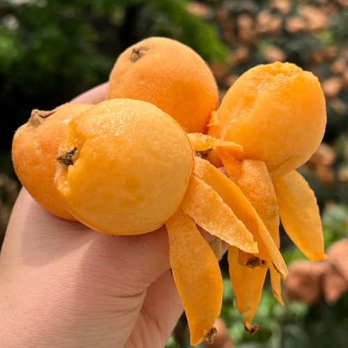 Semi di nespolo giapponese, esotiche baumsamen regali per giardinieri serre da balcone da nani resistenti da colonnari resistenti comprare 35pcs