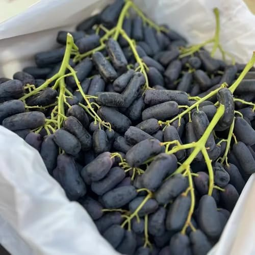 Semi d'uva - semi di Vite vinifera - da balcone vecchie varietà da frutto colonnari da balcone resistenti comprare da frutto frutteto 400pcs