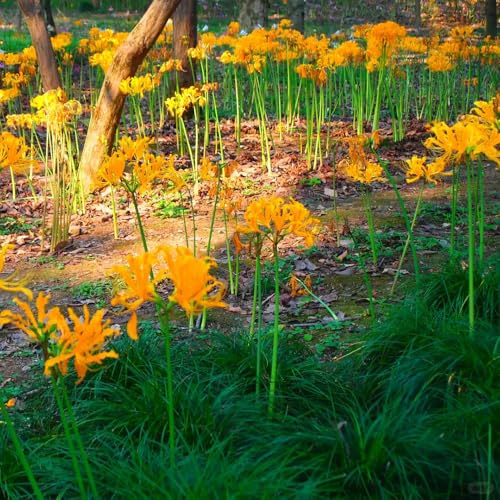lirio araña de lugares soleados lirio de sangre sostenibles jardín primavera raros primaveral Decoraciones jardín 9bulbos