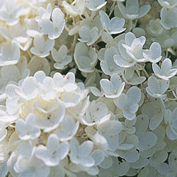 Hydrangea paniculata 'Grandiflora' 15cm Pot Size