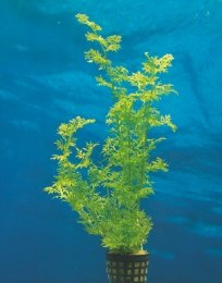 Water Sprite/Ceratopteris thalictroides - 2 Bunch - Live Aquarium Plant