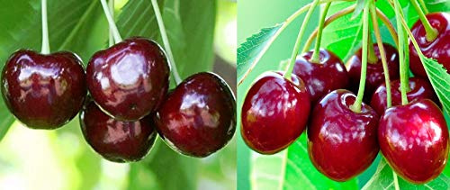 Duo Säulenkirsche 2 Sorten Säulen Baum Novela Schokolade rot-schwarze Kirschen
