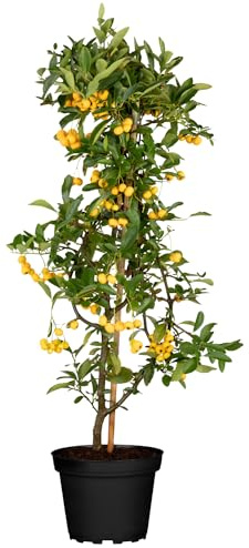 GARTEN SCHLÜTER® Feuerdorn Soleil d'or Pyracantha Gelb Immergrüne Pflanze | Als Sichtschutz-Hecke - Heckenpflanze/Kletterpflanze