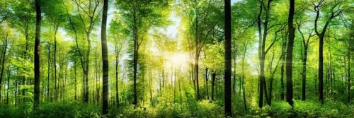 HUBDECO Selbstklebende Küchentapete Tapete - Fototapete Aufkleber mit Mattem Laminat Überzogen - auf Fliesen, Plexi, Möbeln, Schränken, Spiegeln - Sonniger Wald 180x60