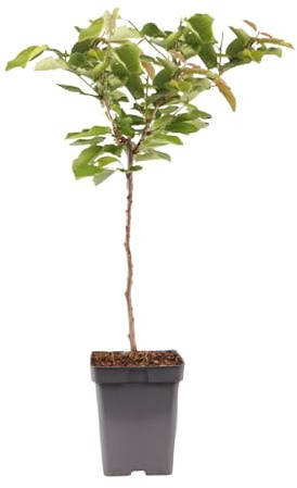 Plant in a Box - Cerezo - Prunus avium - Altura 90-110cm - Maceta 23cm - Árbol frutal resistente al frío - Cereza dulce