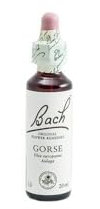 Bach - Flor de Bach Gorse, Complemento Alimenticio, con Extracto de Flores de Aulaga, Uva de Alc 27% Vol, Ayuda a Gestionar las Emociones Cuando Se Quiere Tener Esperanza - 20 ml