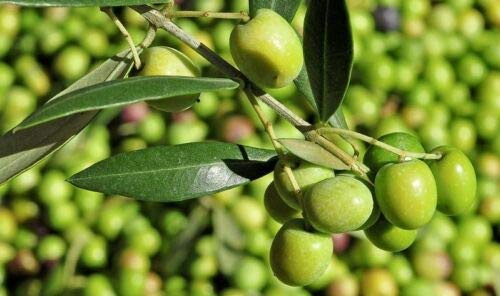 Ulivo Olivo varietà Leccino Olea europea pianta in vaso 5 lt mensa olio h 130/160 cm Vivaio di Castelletto
