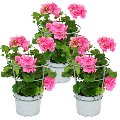 Géraniums suspendus - Pelargonium peltatum - pot 12cm - set de 3 plantes - rose