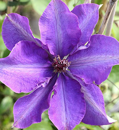 Waldrebe The President 40-60cm - Clematis The President - lebende Gartenpflanze aus den Baumschulen