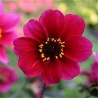6 x Dahlia 'Roxy' Cottage Garden Perennial Plug Plants