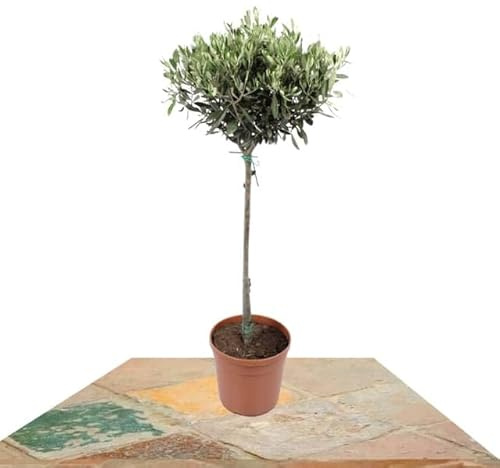 Árbol del Olivo Natural Espíritu Mediterráneo en tu Jardín