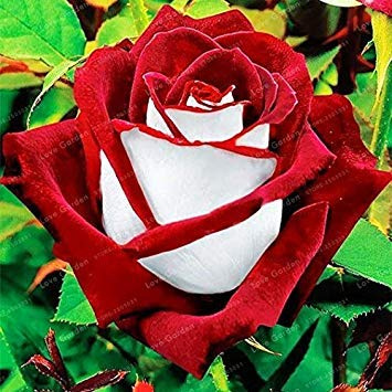 Fiore Rosa Rare Black Rose con Red Bordo Rara Rose Fiori per Il Giardino di impianto Casa Giardino delle Piante 50 unidades: 4