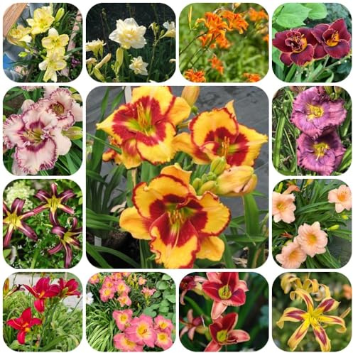 TaglilienSamen, pflanzensamen Hemerocallis fulva, Taglilie, gartenpflanzen winterhart mehrjährig gartendeko für draußen blumenwiese herbstaussaat blumensamen 500pcs