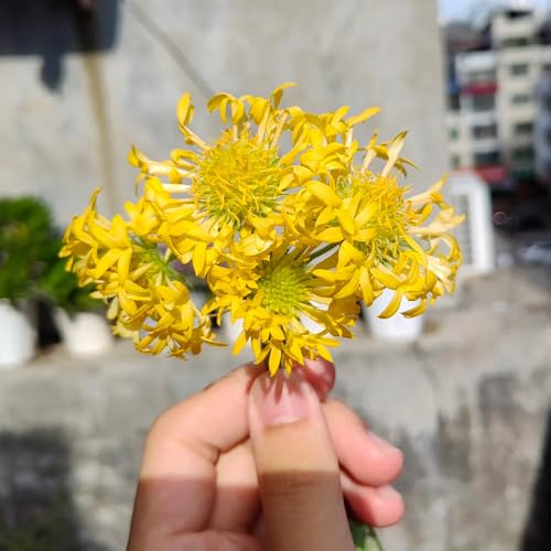 Kokardenblumesamen, bio alte sorten deko wohnzimmer outdoor gartendeko für draußen balkon blumengarten topfpflanzen blumensamen balkonpflanzen winterharte stauden für pralle sonne 250pcs