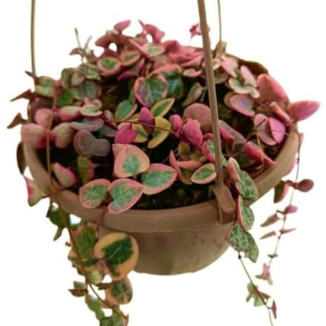 Planta natural Ceropegia Variegata, en maceta de 15 cm. Suculenta colgante con hojas variegadas y tallos delgados, decorativa y resistente. Segura Garden.
