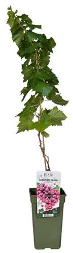Vitis Pixie ‚Cabernet Franc‘ – Zwergweinrebe Mini Weinrebe 50–70 cm – robuste Topfpflanze für Garten, Terrasse & Balkon – pflegeleicht, winterhart & dekorativ