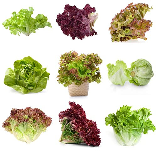 Semi Lattuga Da Taglio - Insalata Pronta - Lactuca Sativa - Sementi Orto Semi Varietà Precoce, Domestico Giardino Esterno, Perenne Può Durare Coltivare In Freddo Semi - 500 Pezzi