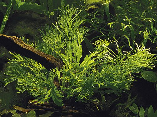 AquaOne Aquarium Pflanze Microsorum pteropus 'Windelov' Wurzelstock | Wasserpflanze Aquariumpflanze Rhizom voll durchwurzelt einfach pflegeleicht Aquascaping Dekoration