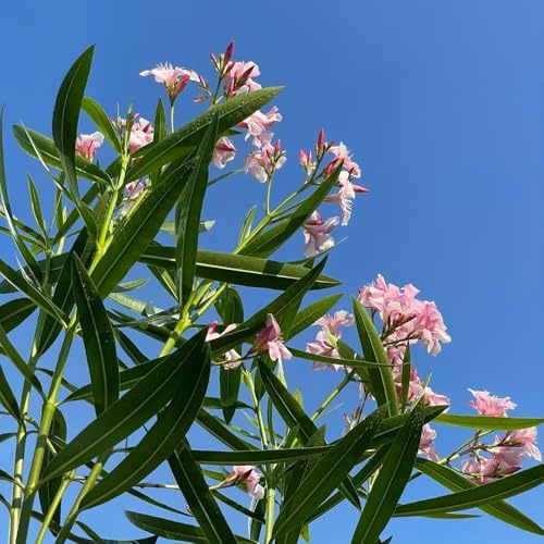 Oleander - dekopflanzen pflanzensamen sträucher winterhart garden baumsamen blumensamen Oleander sommerblumen balkonpflanzen gartenblumen zierbaum winterhart 20samen