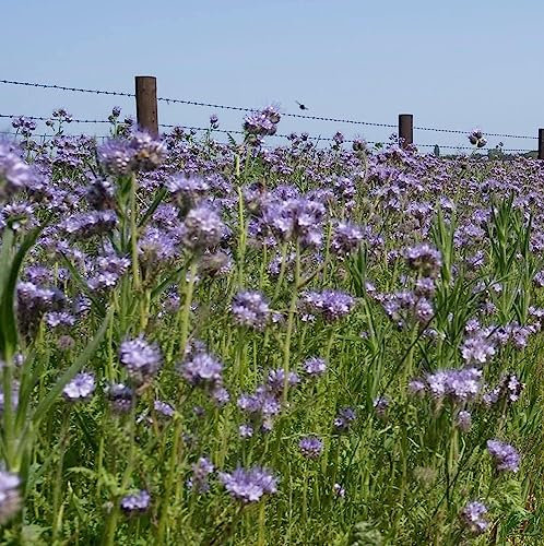 Phacelia Seed 1kg Green Manure (Maintains and Hold Nitrogen) LGH