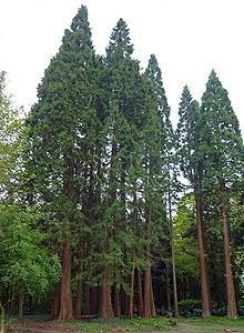 Sequoia, Giant Sequoia Red Wooden Tree 3 Seeds: Only Seeds
