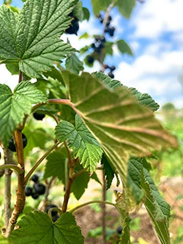 5 x Blackcurrant Plants (9cm Dia Pots) Free UK Postage