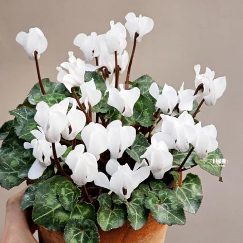 semi di ciclamino - ciclamino - decorativi resistenti al balcone primaverile, semi di selvatici in vaso resistenti all'esterno luoghi soleggiati 200pcs