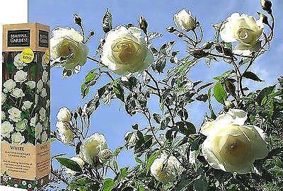 1 Fragrant Rosa 'Iceberg' White Climbing Rose Bare Rooted Bush Plant for Brighten Garden Outdoor Landscape Shrub Border Walkway Vertical Hedge