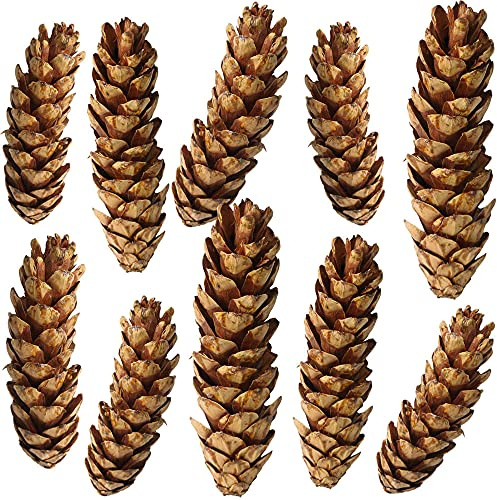 10er Set natürliche Kiefernzapfen als Streudeko - Tannenzapfen 10-15 cm braun lackiert - Herbstdeko, Bastelmaterial für DIY-Projekte, Adventskranz, Weihnachtsdeko, Naturdeko und Tischdekoration