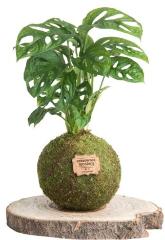 Kokedama Monstera Natural - Kokedama Interior | Bola de Musgo Vivo | Planta Natural | Planta Interior | Decoración Hogar | Fácil Cuidado y Mantenimiento