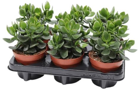 Crassula Minova Magic| Jade Bonsai | Live Jade Plant Succulent | in 8 cm Pot