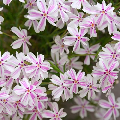 White Pink Creeping Phlox Plant Live, Groundcover Creeping Phlox Plants - Size 4 Inch Pot, No Pot