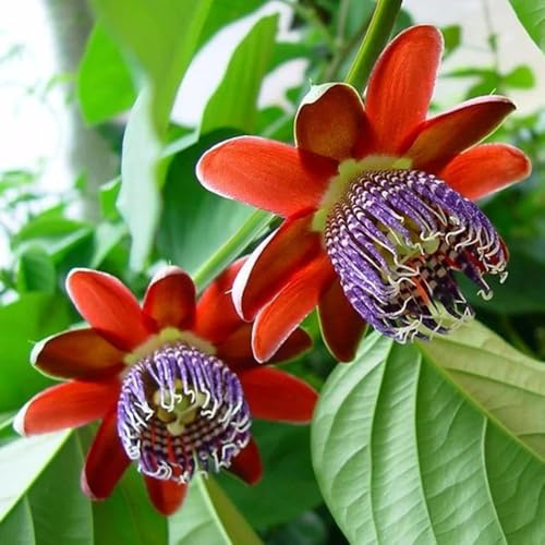 Passionsblume, blumensamen gastgeschenk Passiflora caerulea, winterharte für balkon schnellwachsende kletterpflanzen 400Samen