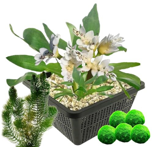 vdvelde.com - Kap-Seerose + Sauerstoffpflanzen - - Mini-Seerose im Korb - 7 Pflanzen gegen Algen - Platzierung: -10 bis -40cm