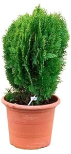 Thuja del Canadá Conífera Perenne Natural y Resistente