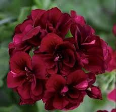 Generic Fresh 100pcs Geranium Pelargonium Seeds for Planting Dark red